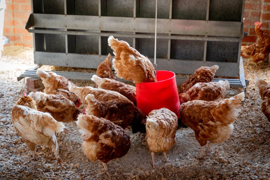 Chicken Feeder and Drinker Set