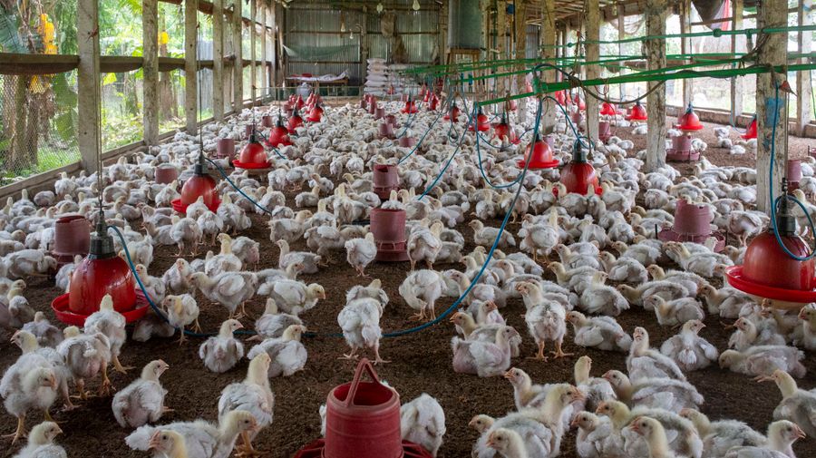 Broiler Chicken, 2 kg+ (Live)