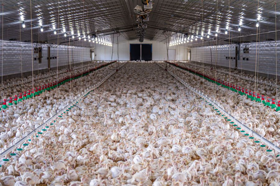 Slaughter, Dressing and Packing (up to 5 birds)