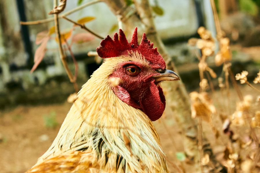 Kienyeji Rooster, Mature (Live)