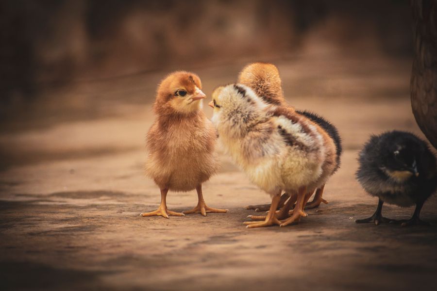 Day-Old Improved Kienyeji Chicks (per chick)