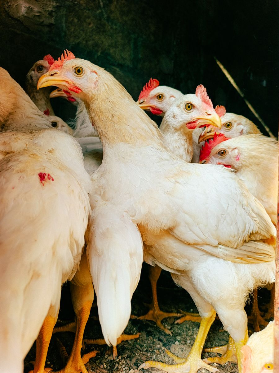 Point of Lay Pullets, 4 Months